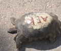 Κακοποίησαν χελώνα στα Βριλήσσια